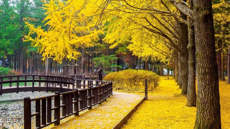 “Autumn walkway with golden ginkgo trees on Nami Island, South Korea”