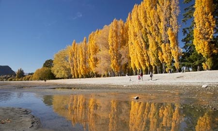 “Autumn trees with golden leaves reflected in a lake in New Zealand”